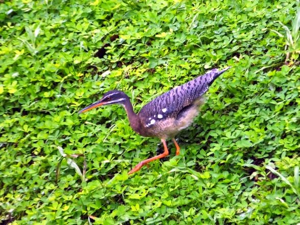 Sunbittern - Pat O'Donnell