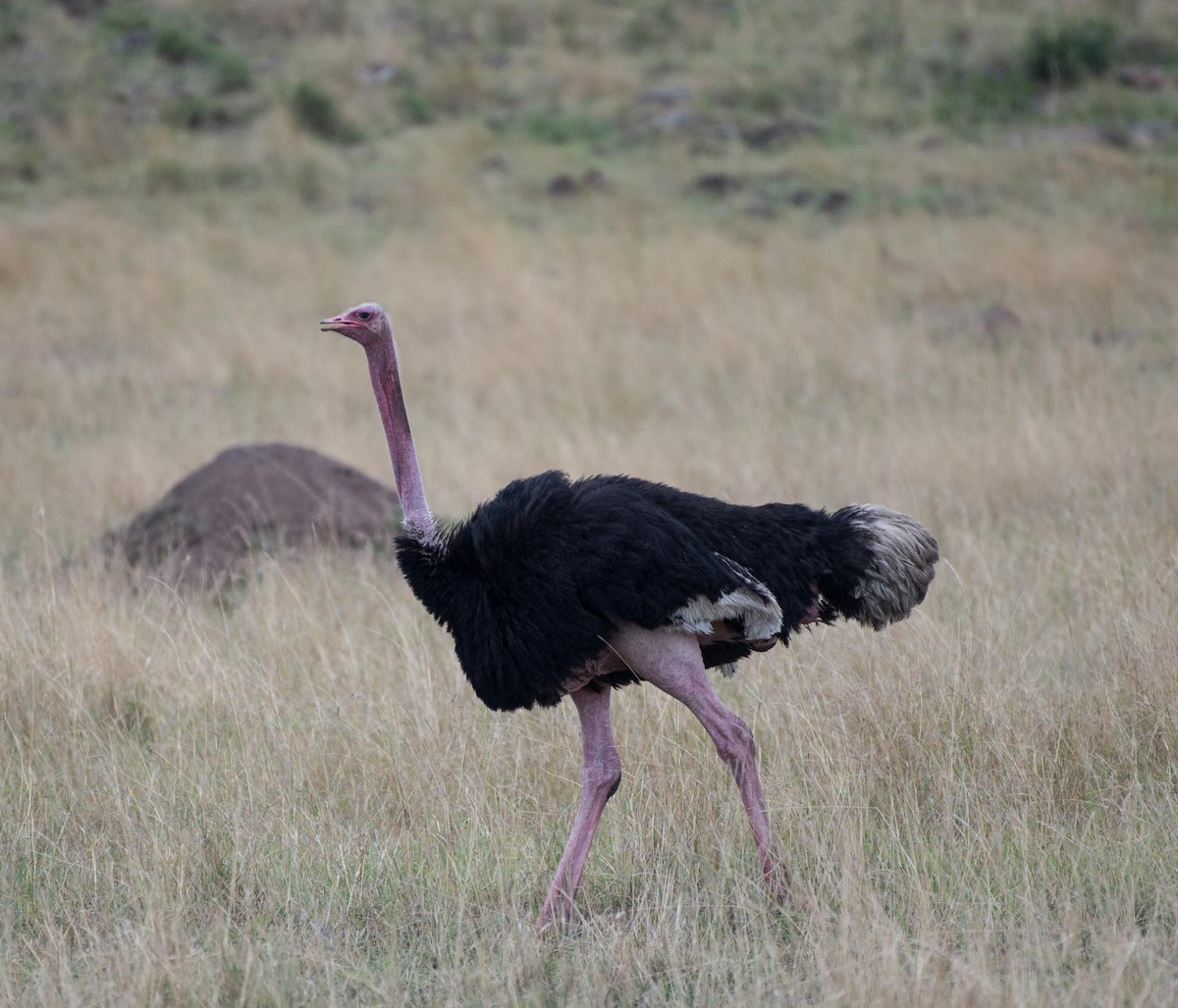 Common Ostrich - ML108945371