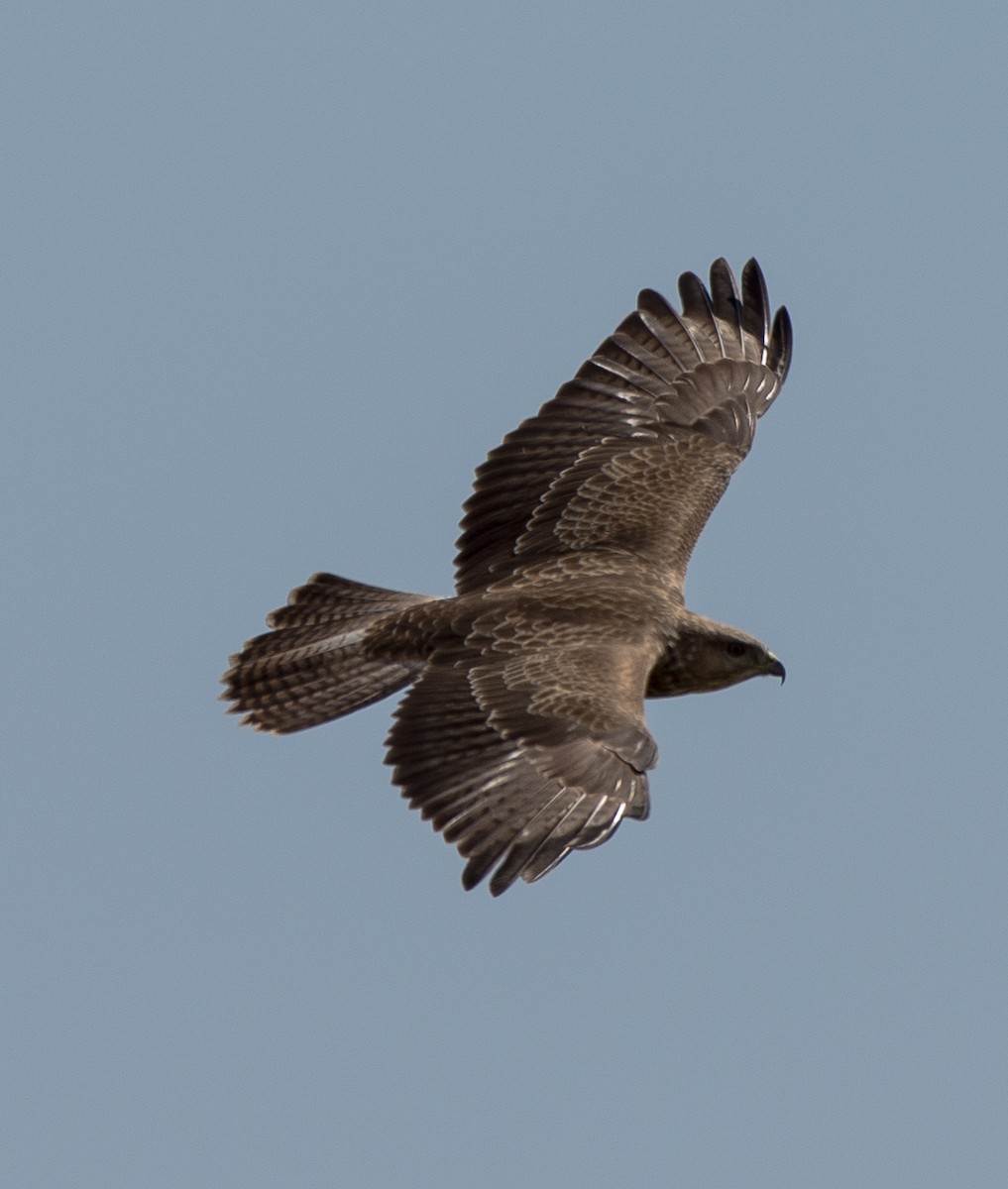 Common Buzzard - ML108945661