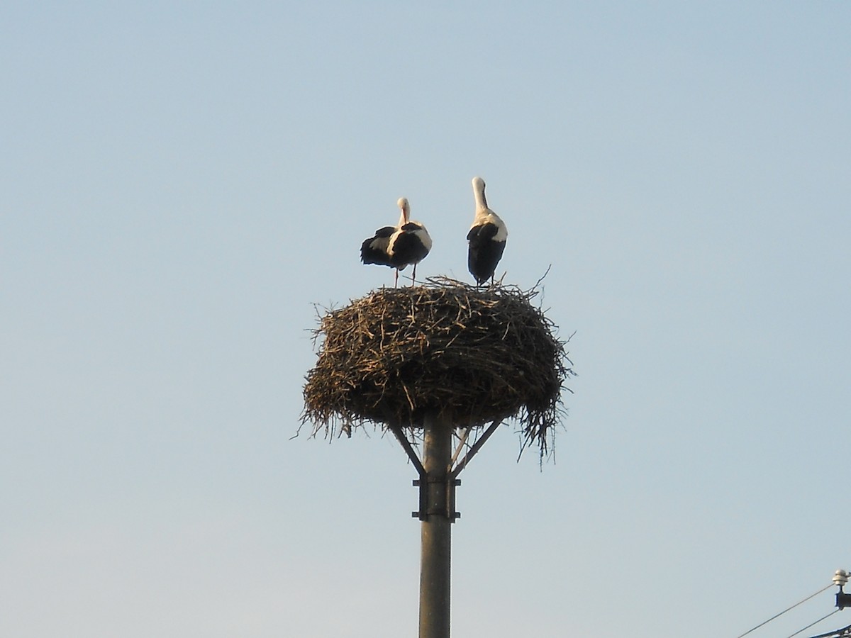 White Stork - Anonymous