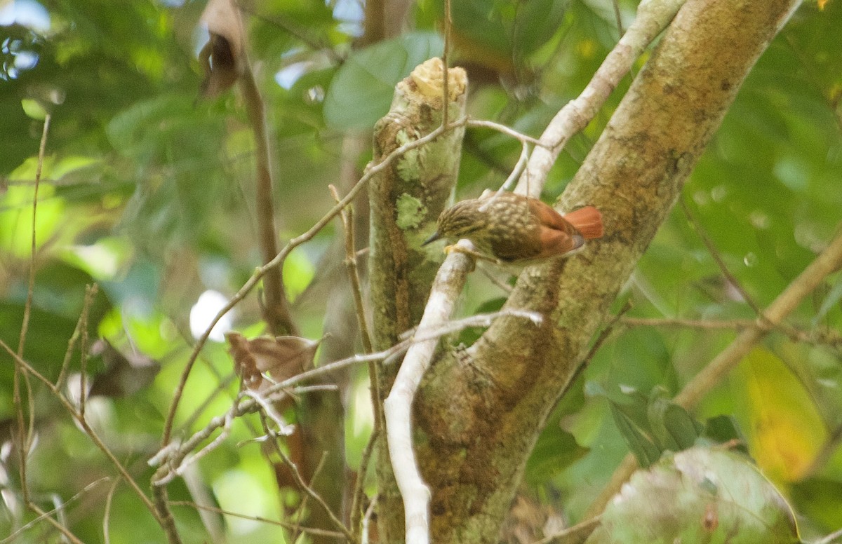 Rufous-tailed Xenops - Will Sweet