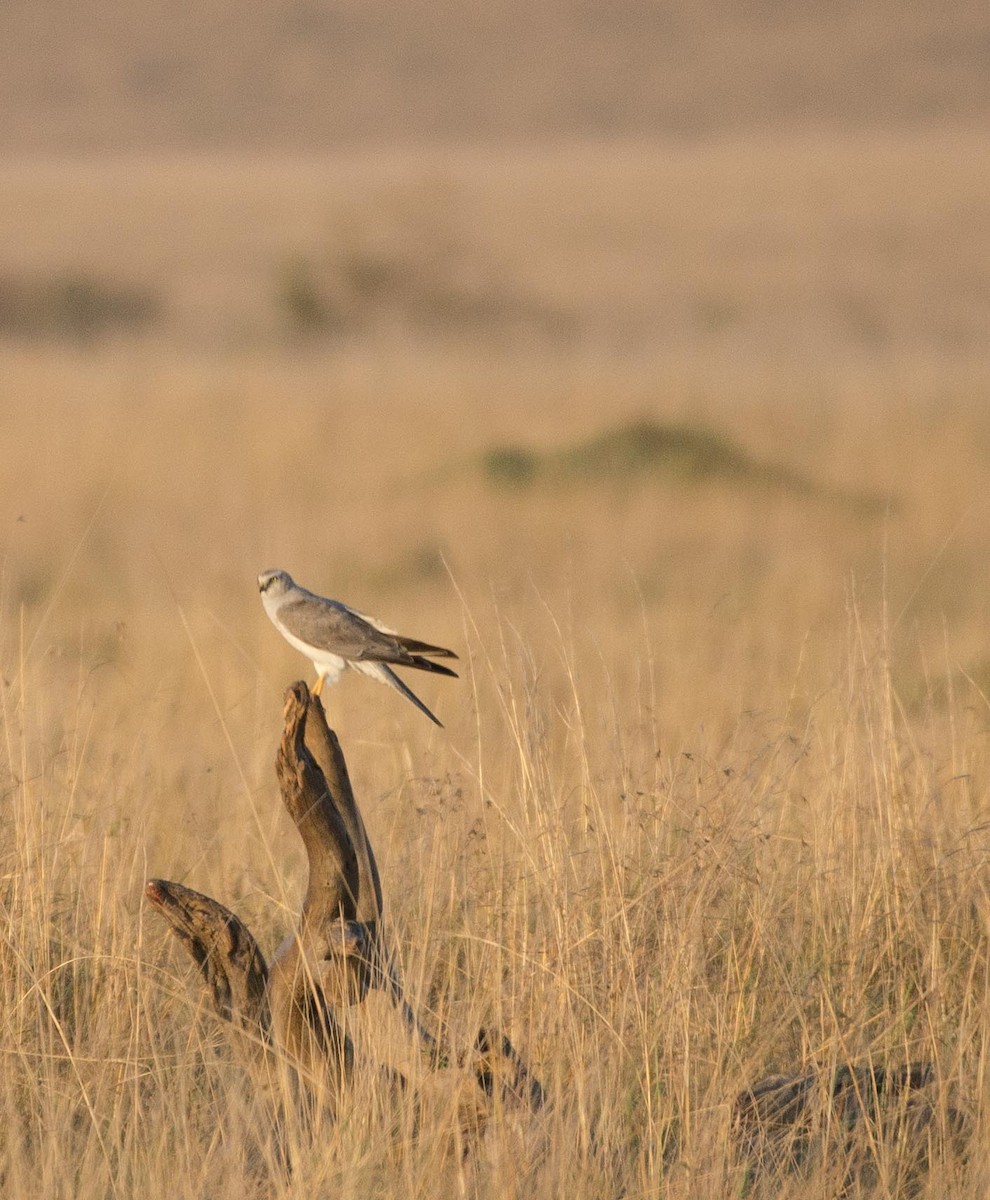 Pallid Harrier - Simon Carter