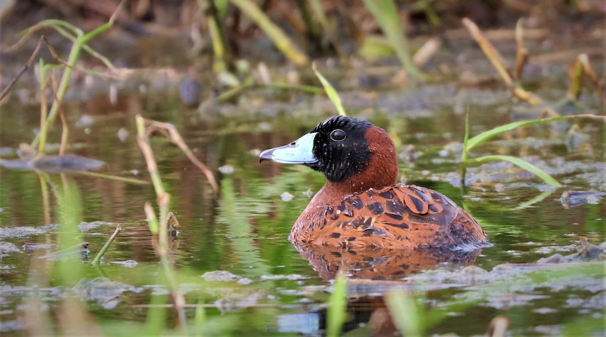 Masked Duck - ML108949151