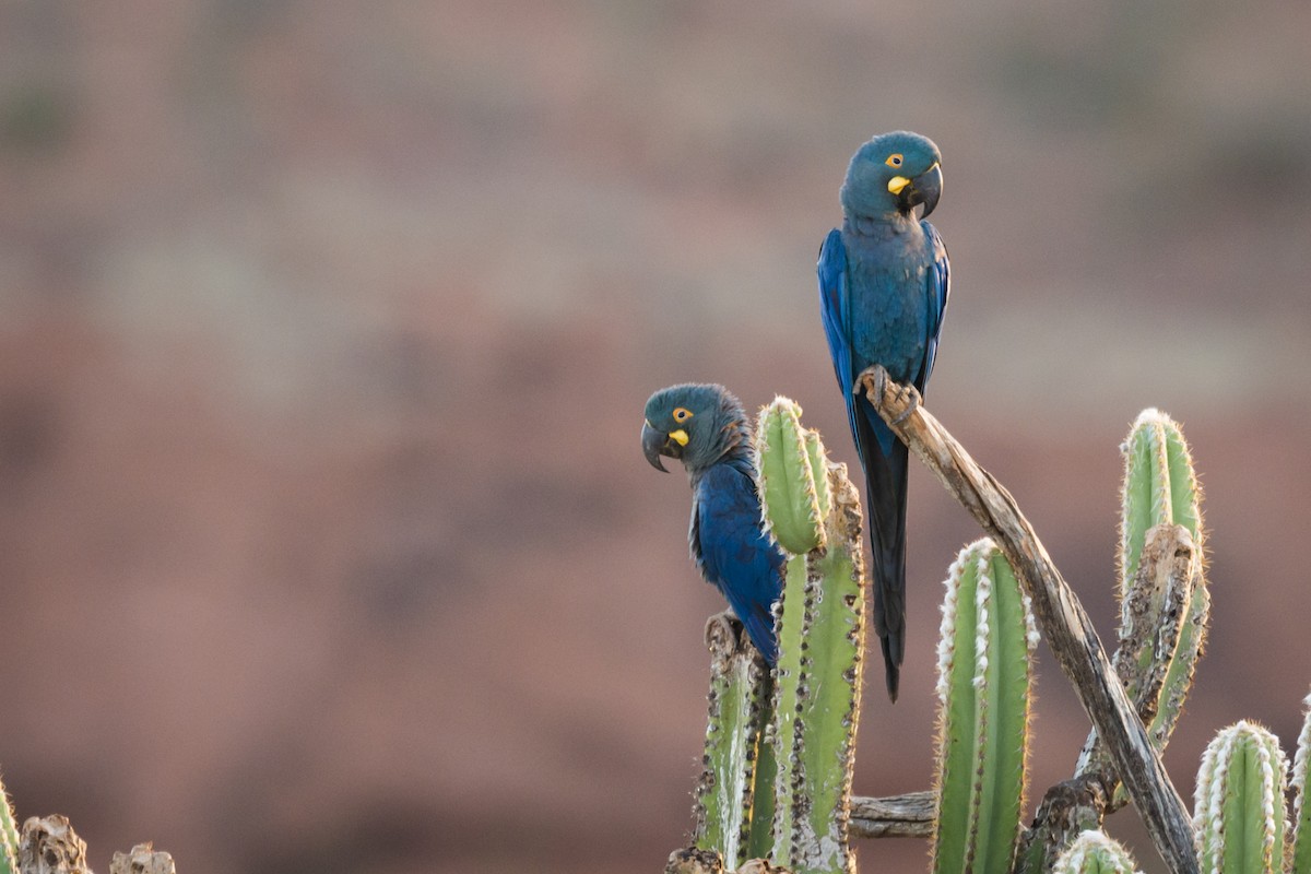 Guacamayo de Lear - ML108949431