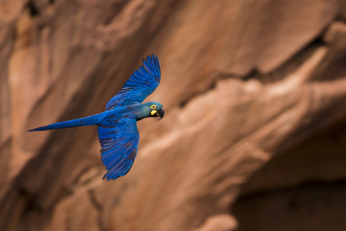 Indigo Macaw - ML108949471