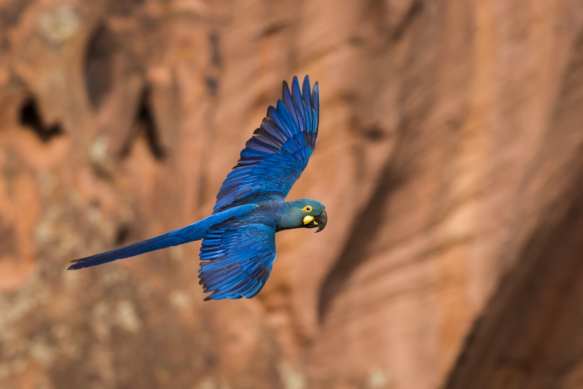 Indigo Macaw - ML108949631