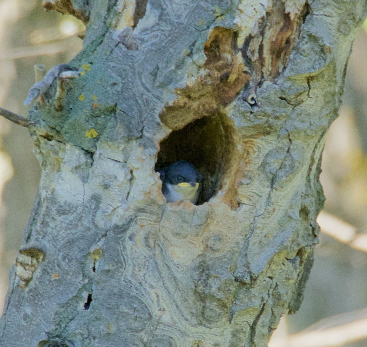 Golondrina Bicolor - ML108950041