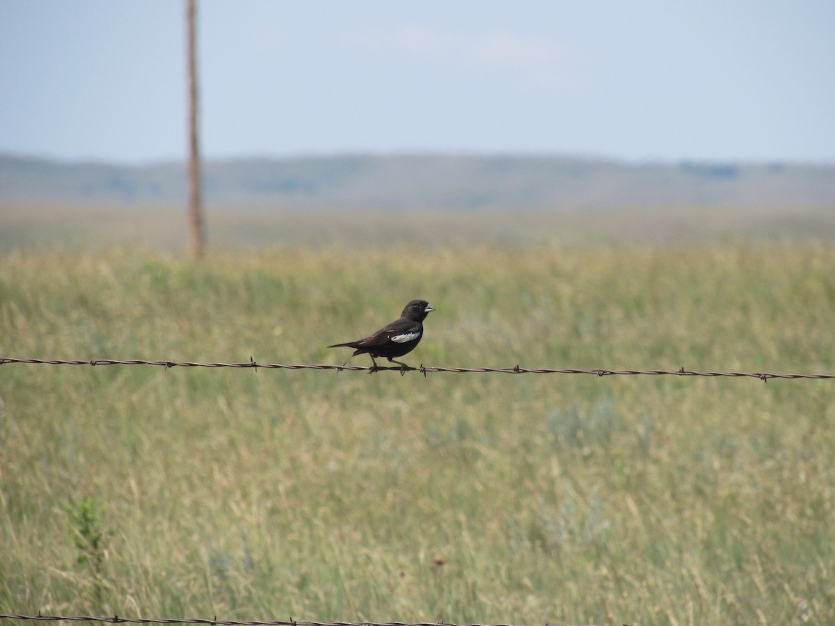 Lark Bunting - ML108950261