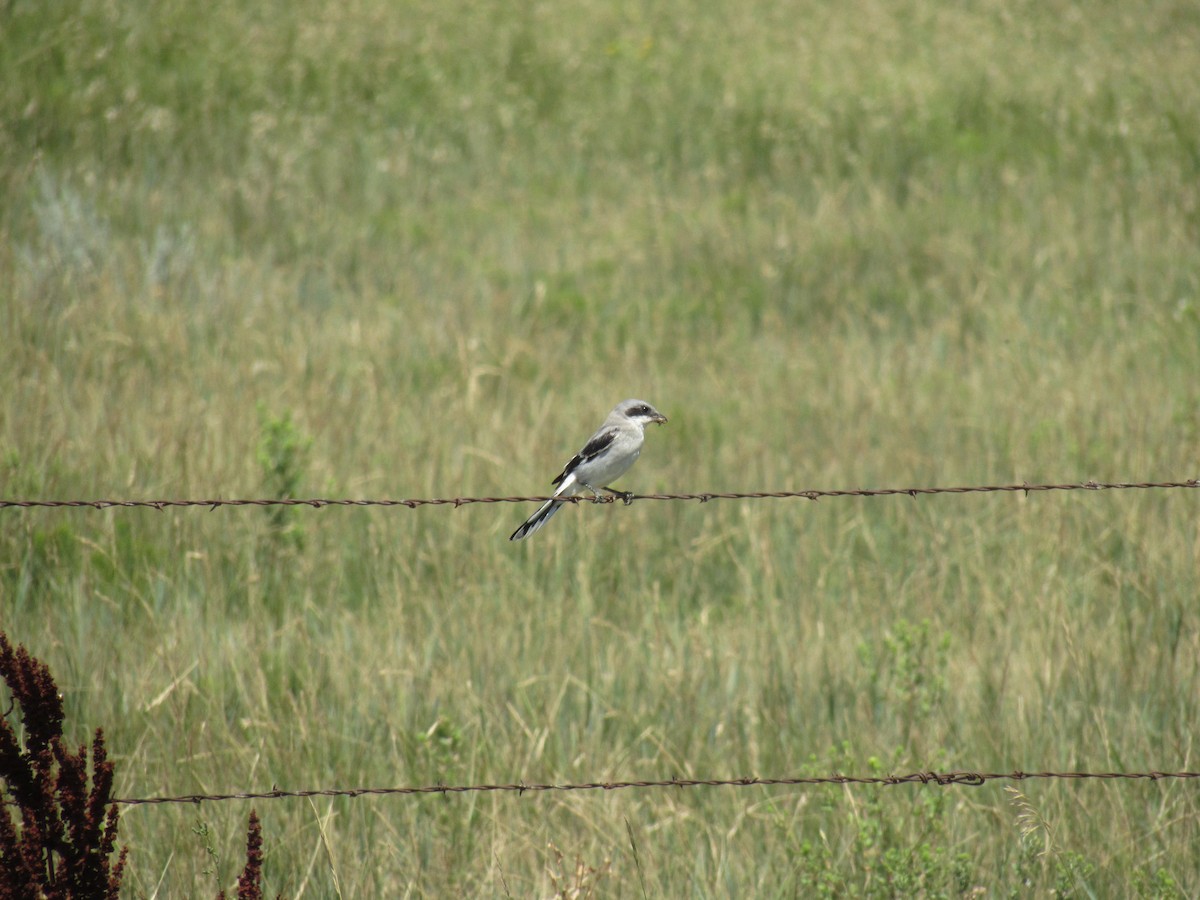 Pie-grièche migratrice - ML108950301