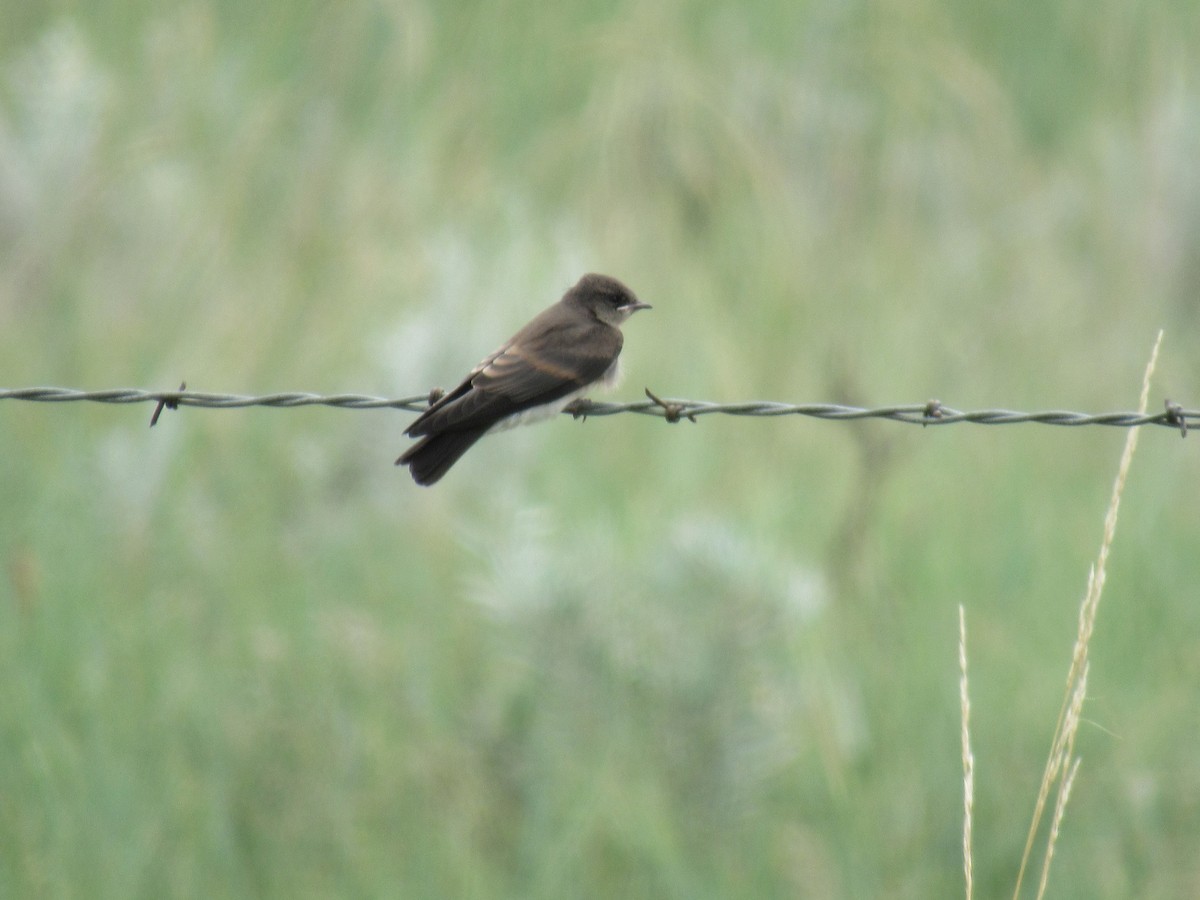 Northern Rough-winged Swallow - ML108951161