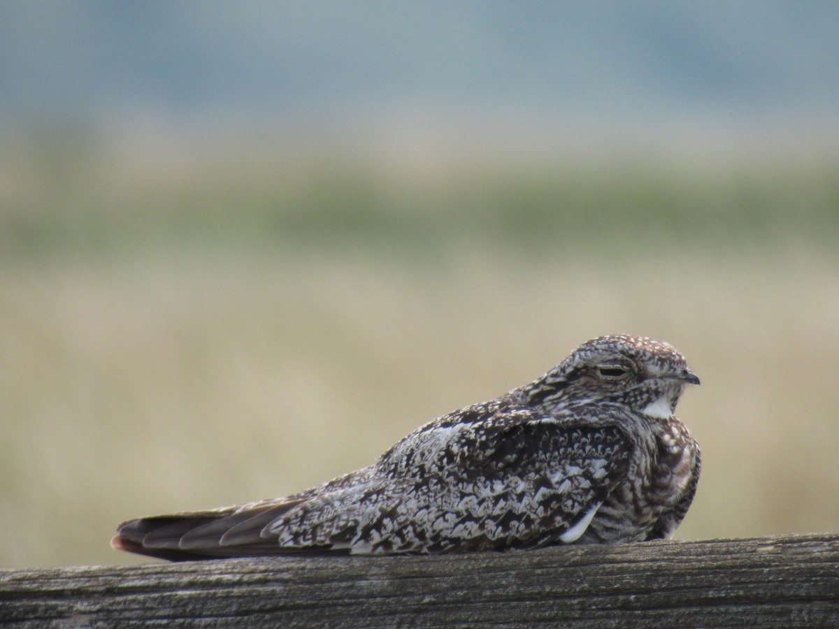 Common Nighthawk - ML108951381