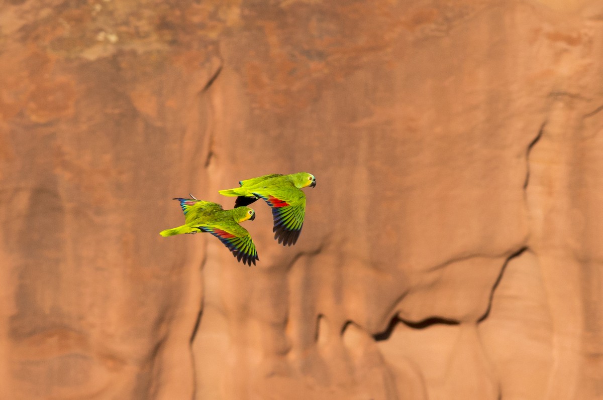 Turquoise-fronted Parrot - ML108951841