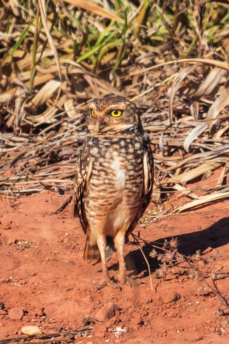 Burrowing Owl - ML108955931