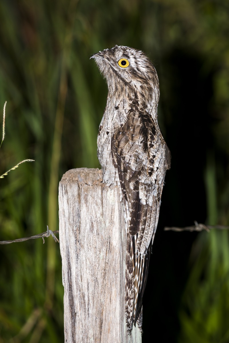 Common Potoo - ML108961331