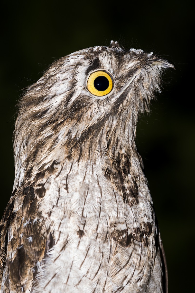 Common Potoo - ML108961371