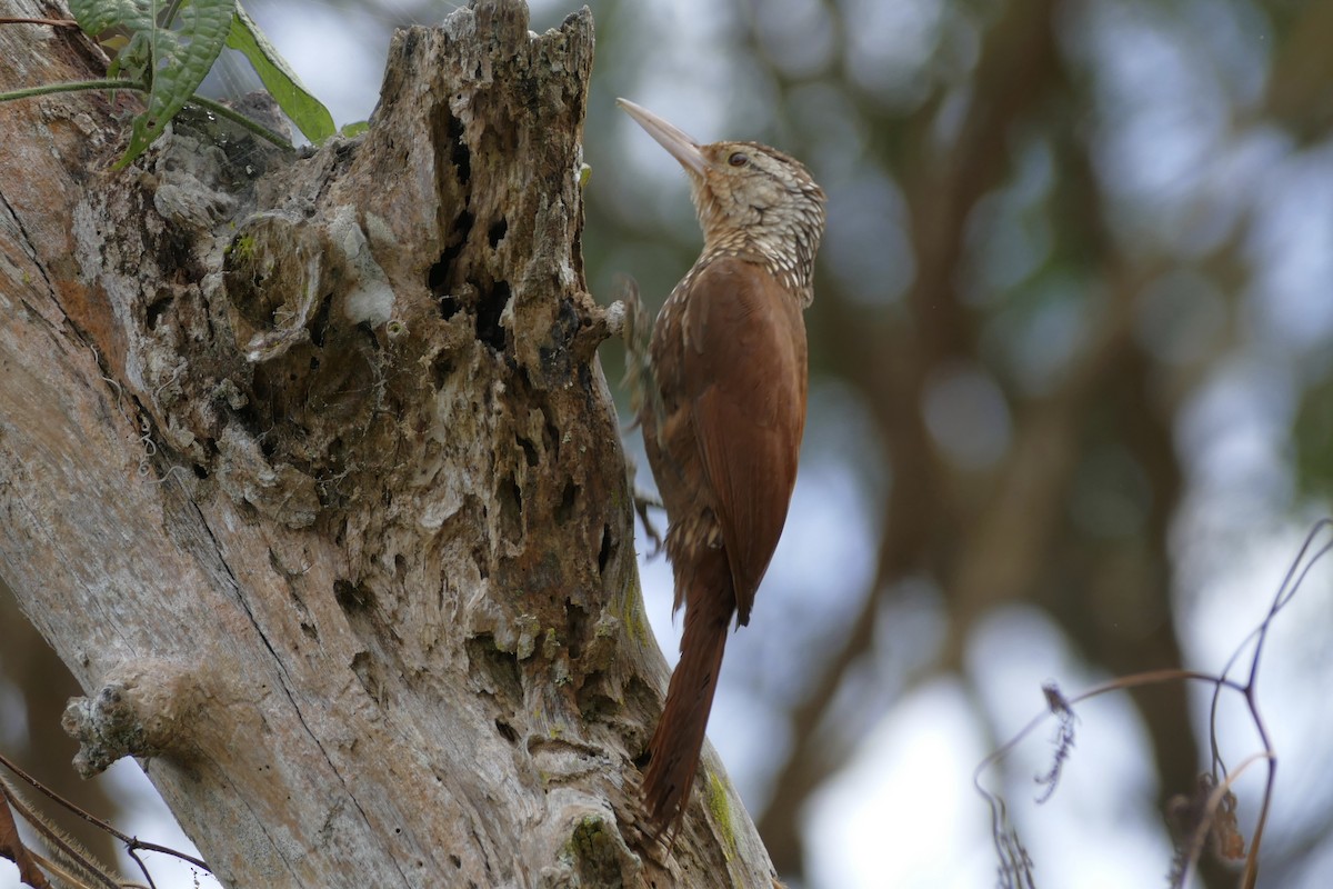 Straight-billed Woodcreeper - ML108961731