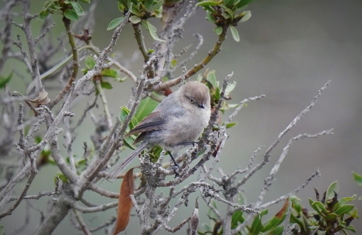 Bushtit - ML108961971