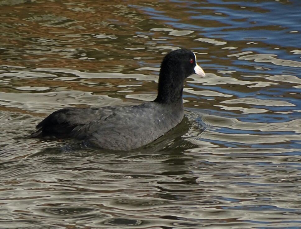 Eurasian Coot - Dulce Moreda