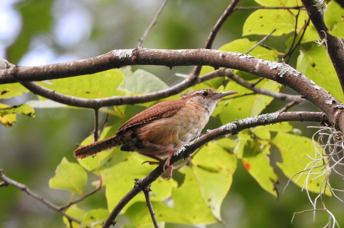 Carolina Wren - ML108964341