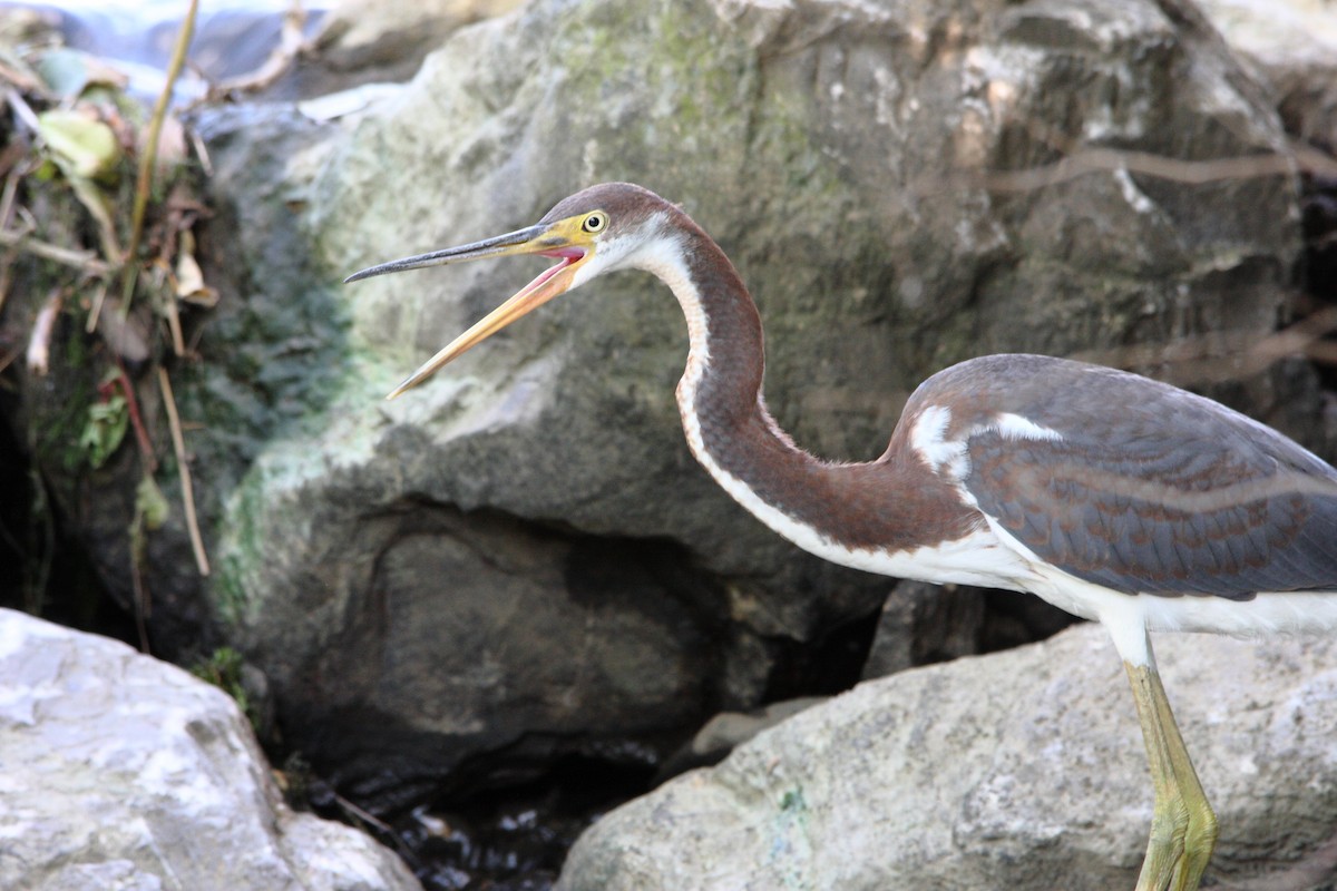 Tricolored Heron - Nathan Tea