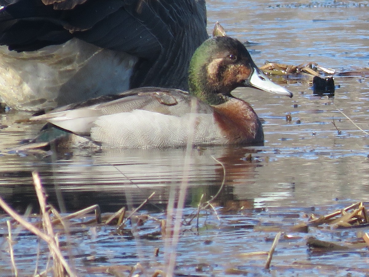 Mallard x Redhead (hybrid) - Jonathan  Pierce