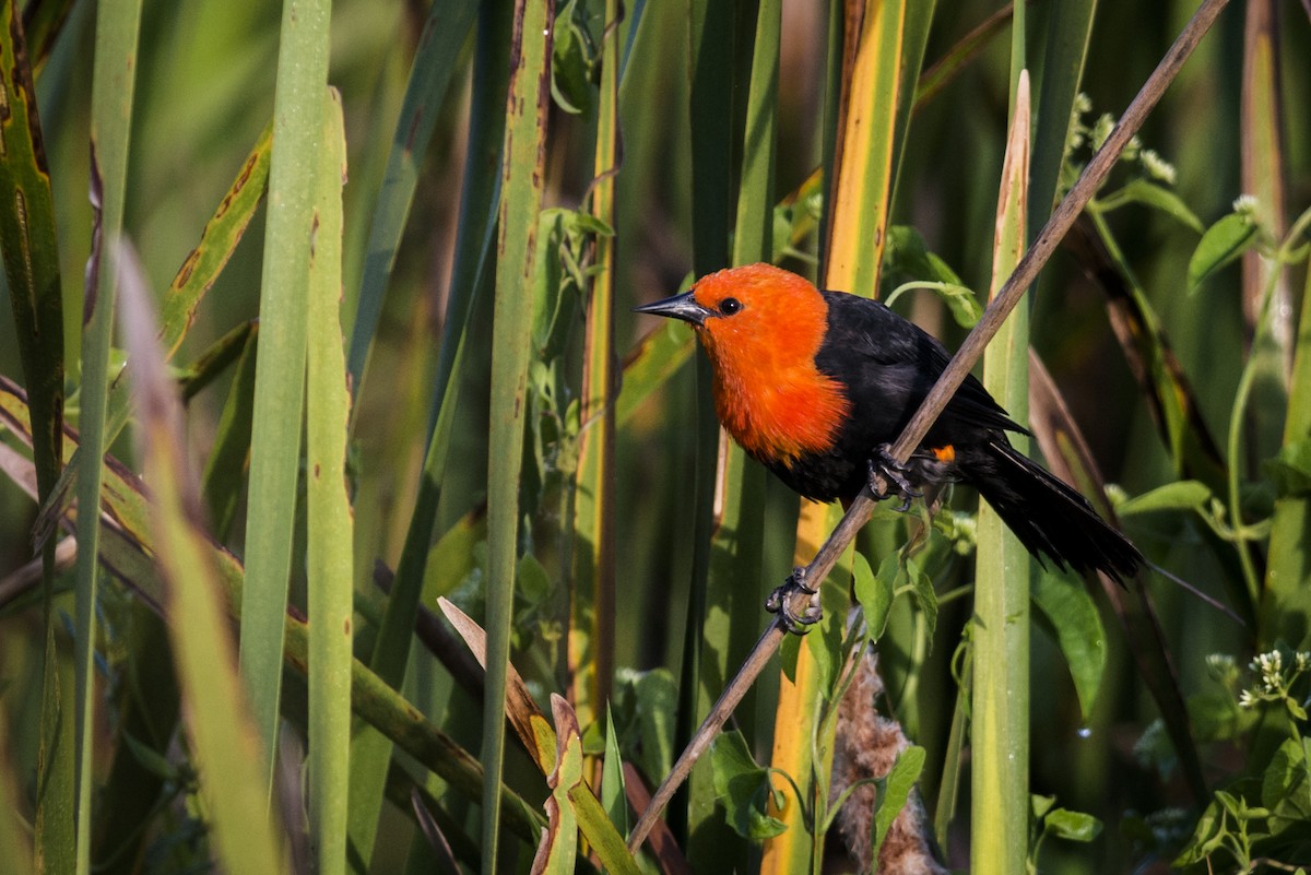 Scarlet-headed Blackbird - ML108967521