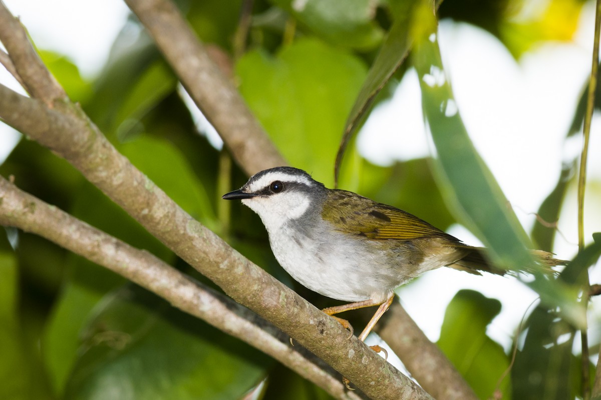 White-striped Warbler - Claudia Brasileiro