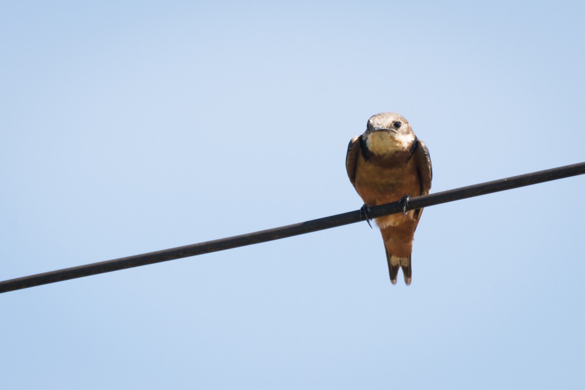 Barn Swallow - ML108967601