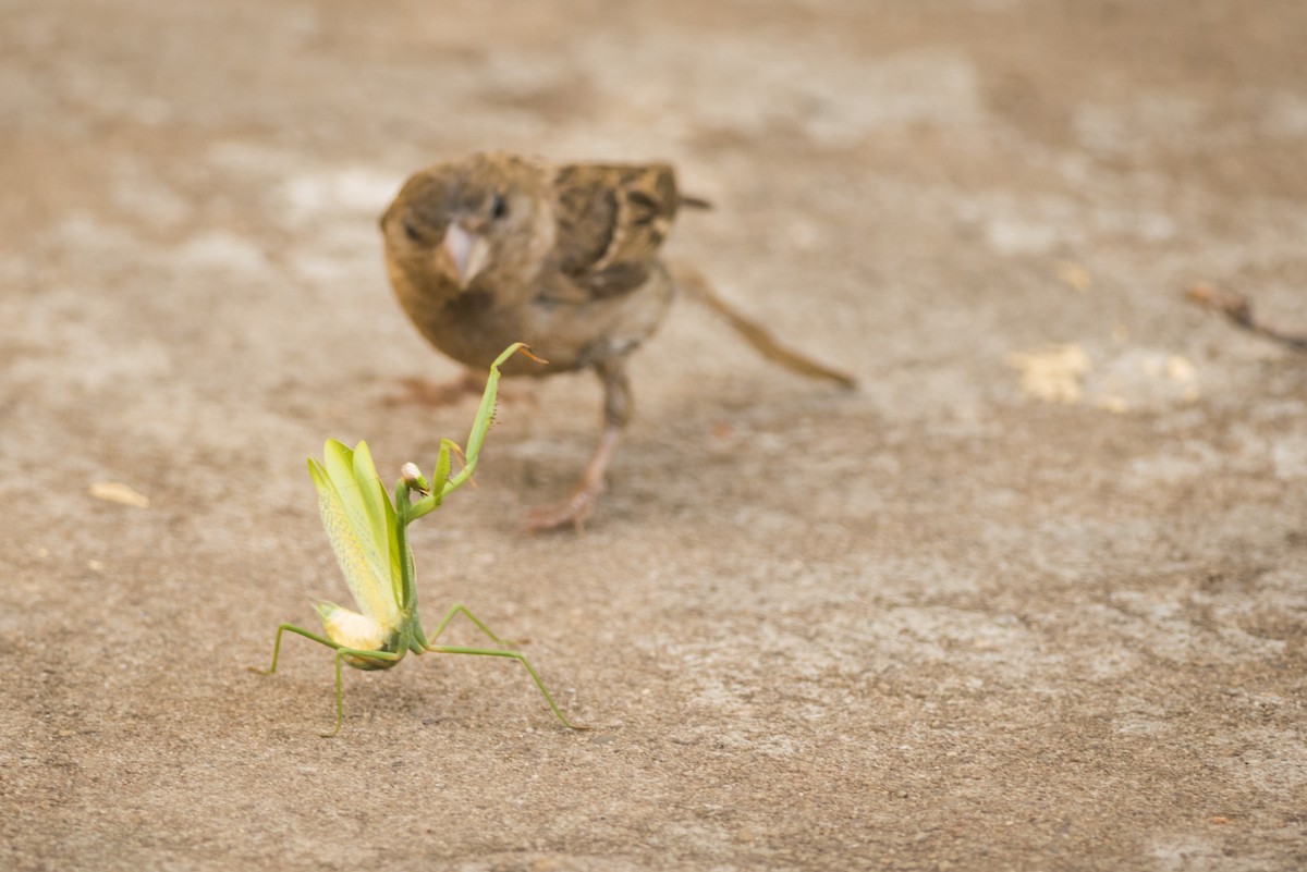 House Sparrow - ML108967851