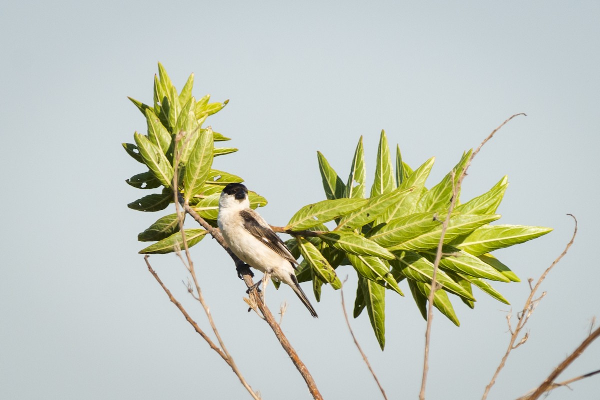 Pearly-bellied Seedeater - ML108968041