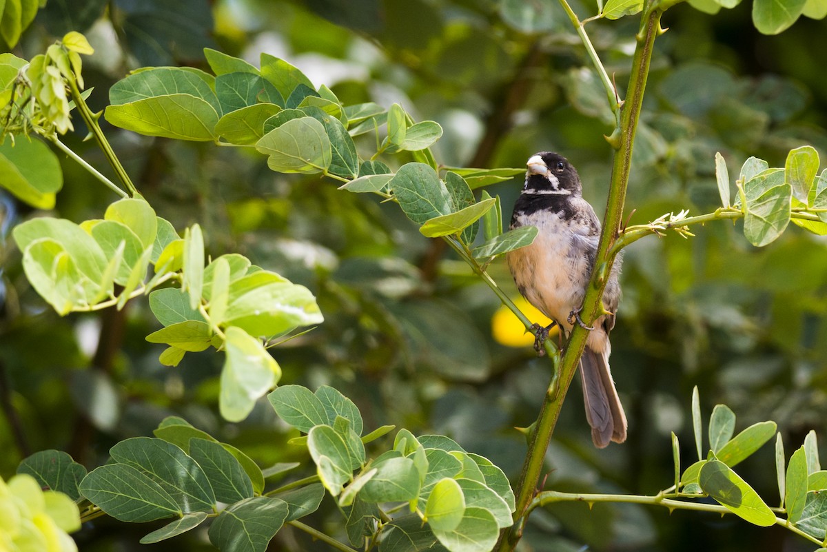Double-collared Seedeater - ML108968741
