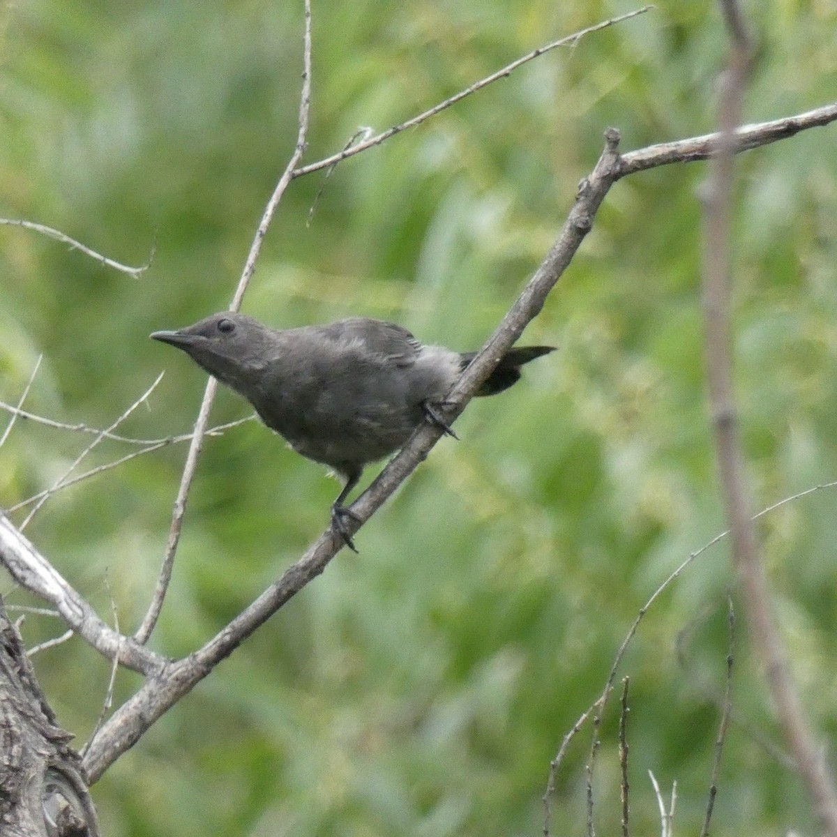 Pájaro Gato Gris - ML108969051