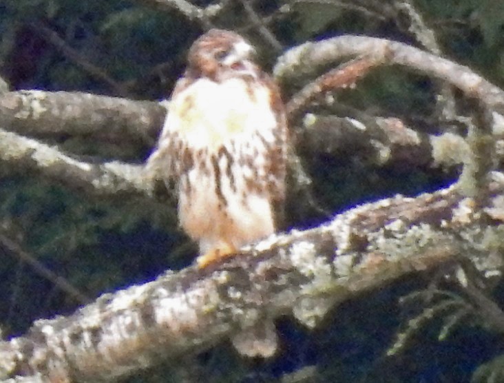 Red-tailed Hawk - ML108969471