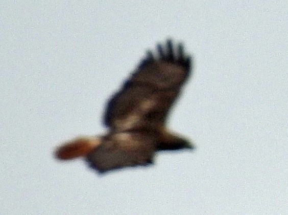 Red-tailed Hawk - ML108969481