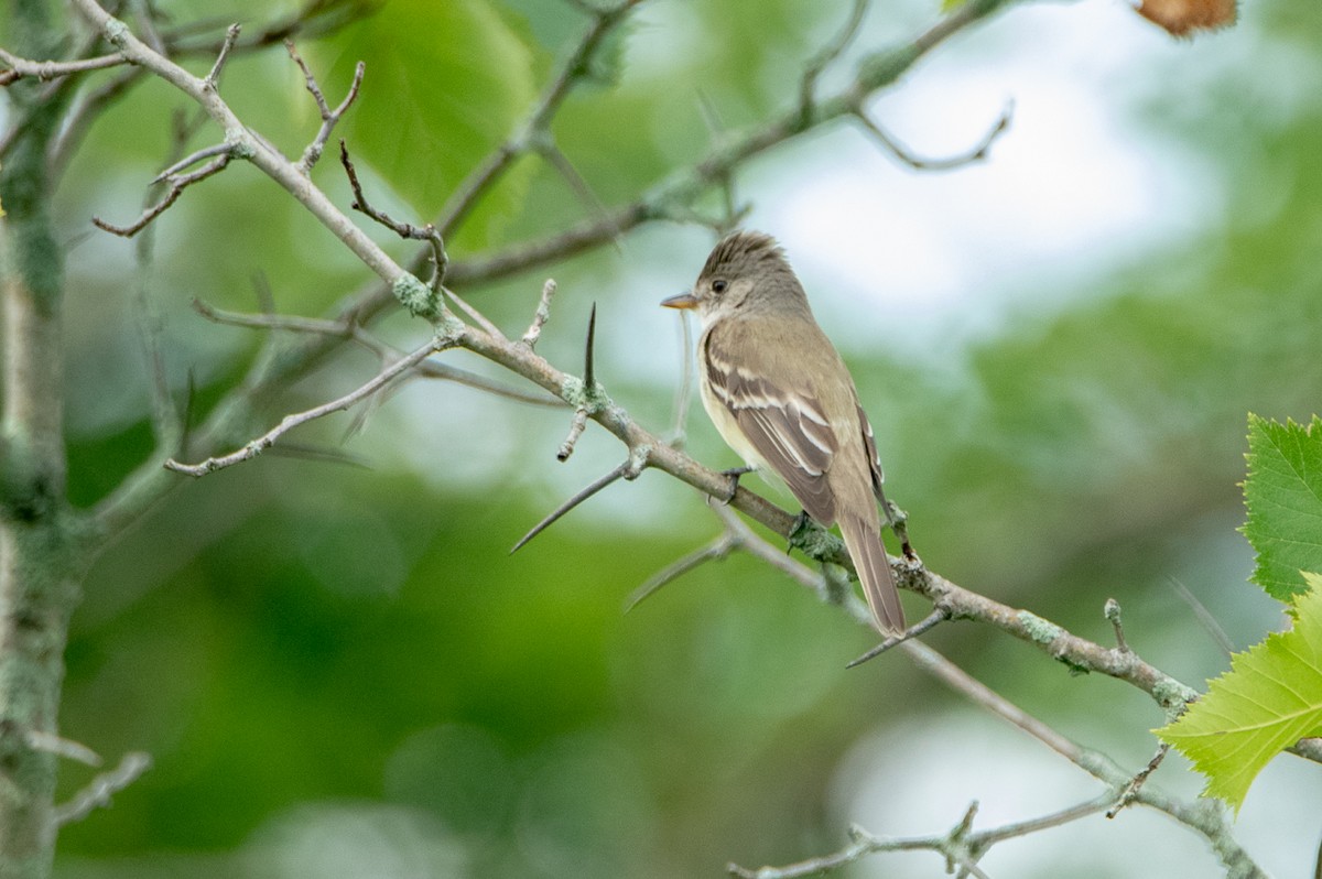 Willow Flycatcher - ML108969761