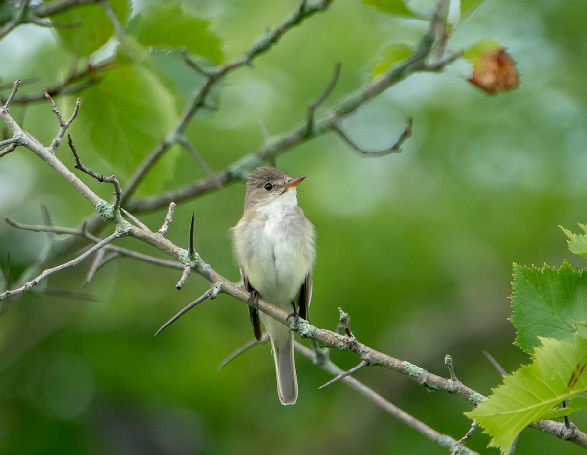 Willow Flycatcher - ML108969871