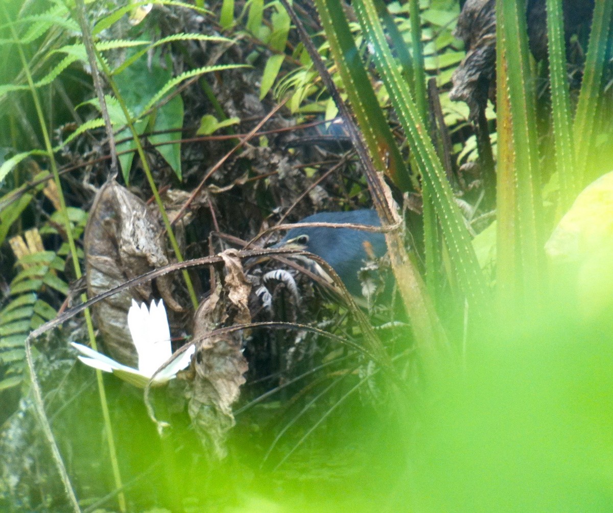 Dwarf Bittern - David Tomb