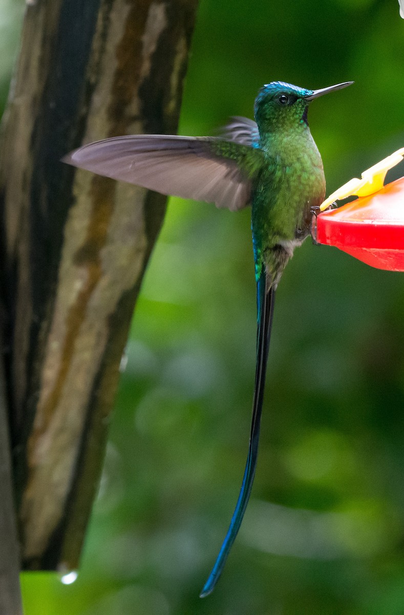 Long-tailed Sylph - ML108974761