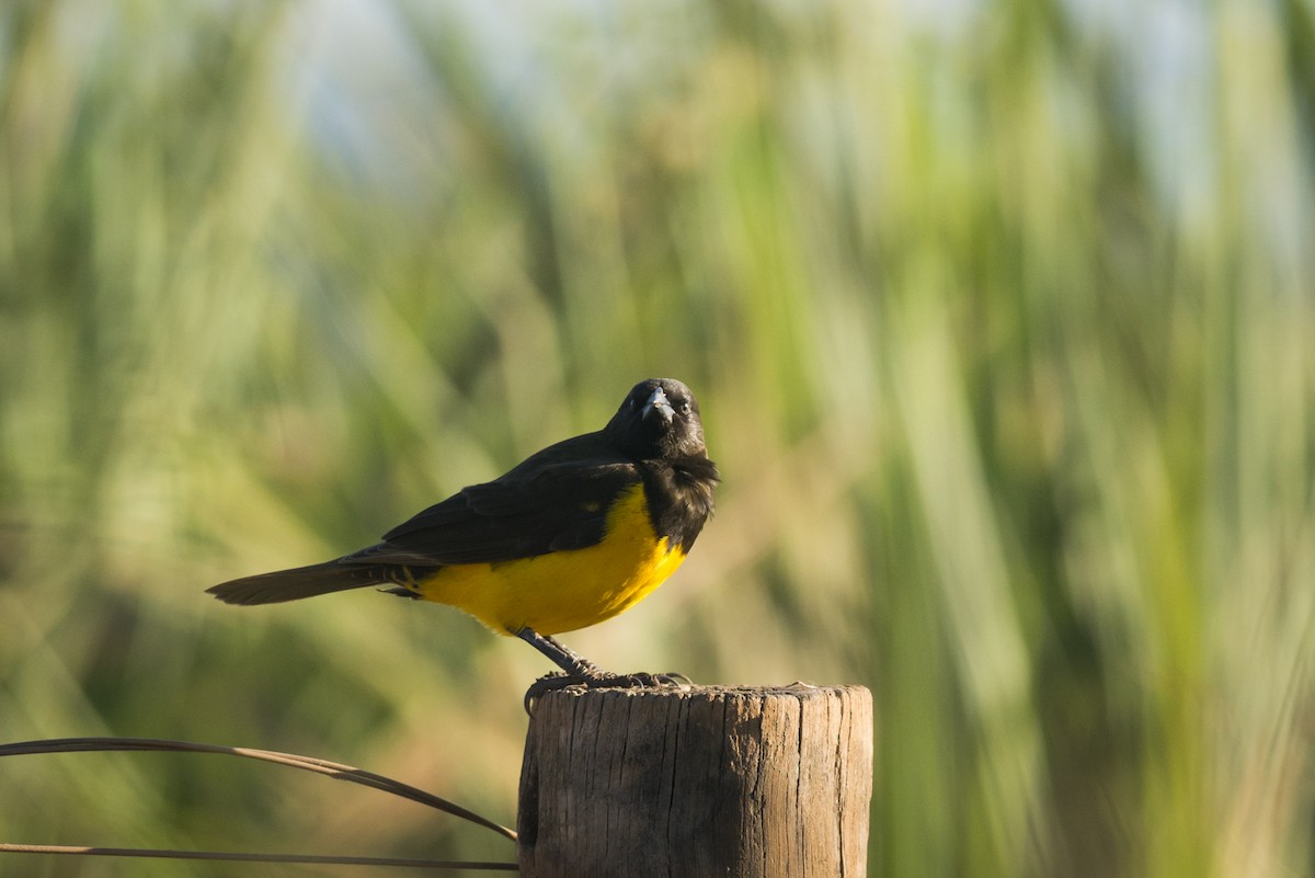 Yellow-rumped Marshbird - ML108975261