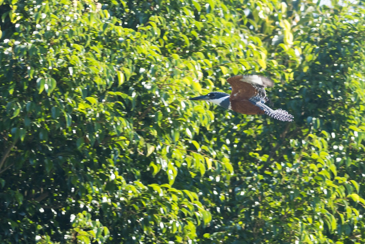 Ringed Kingfisher - ML108975291