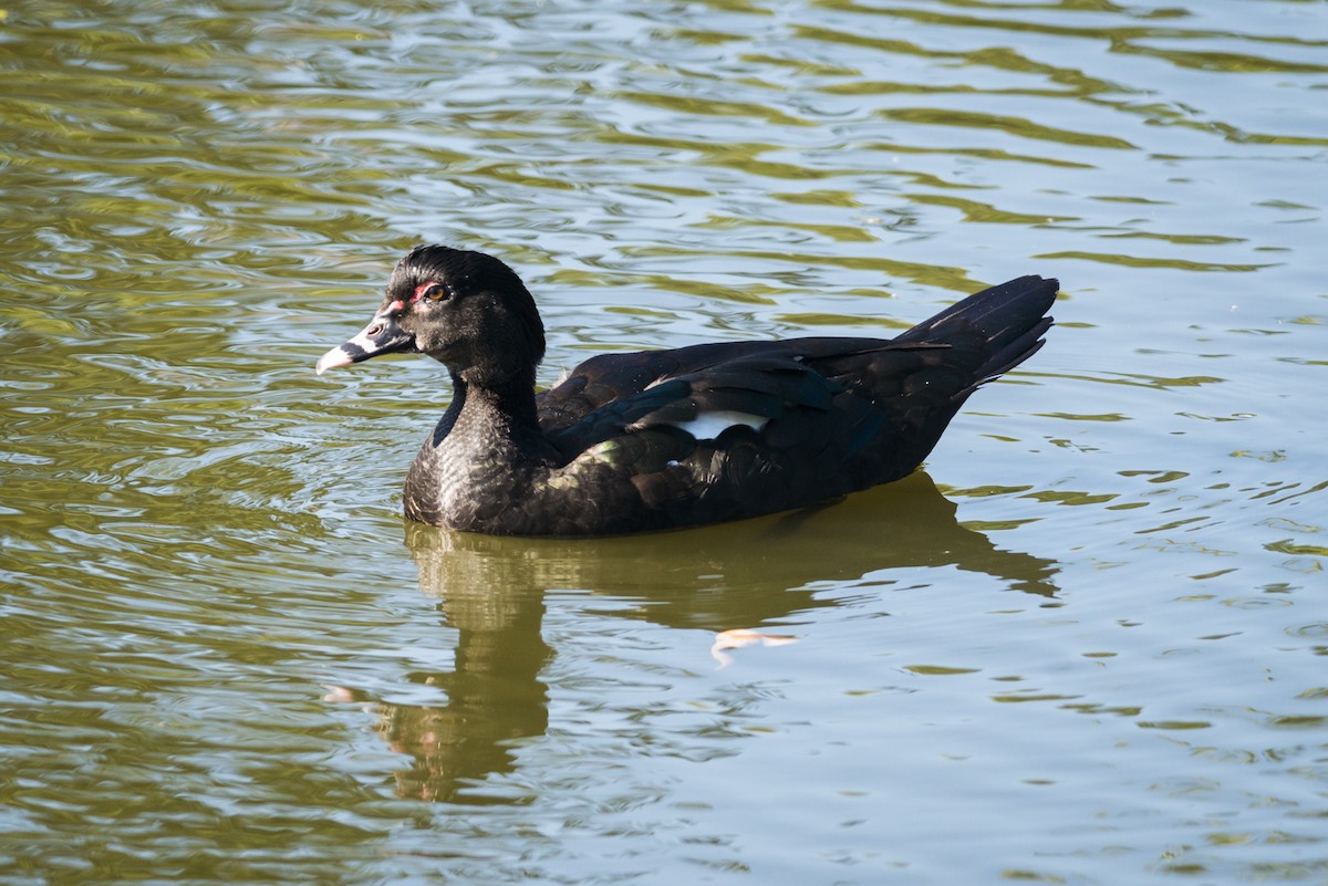 Muscovy Duck - ML108975311