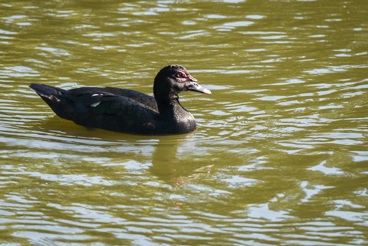 Muscovy Duck - ML108975321