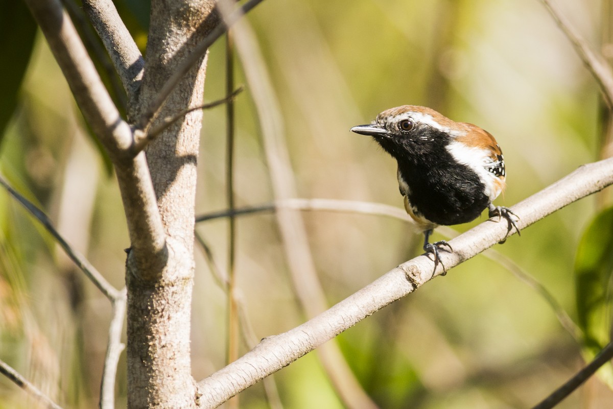 Rusty-backed Antwren - ML108975431