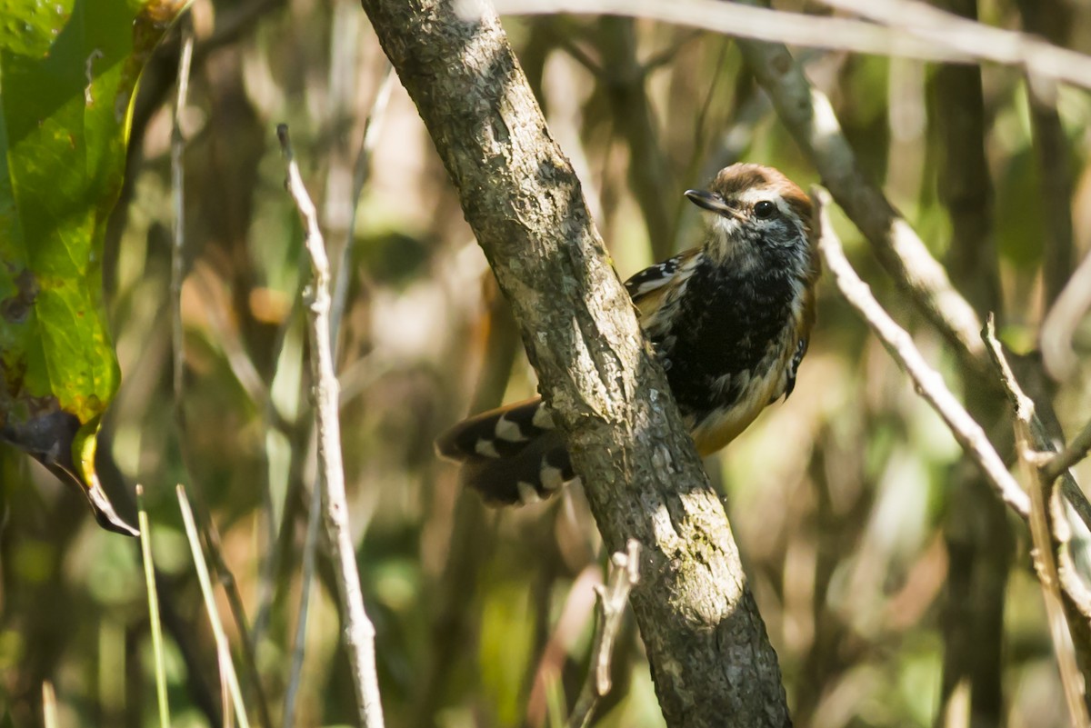 Rusty-backed Antwren - ML108975441