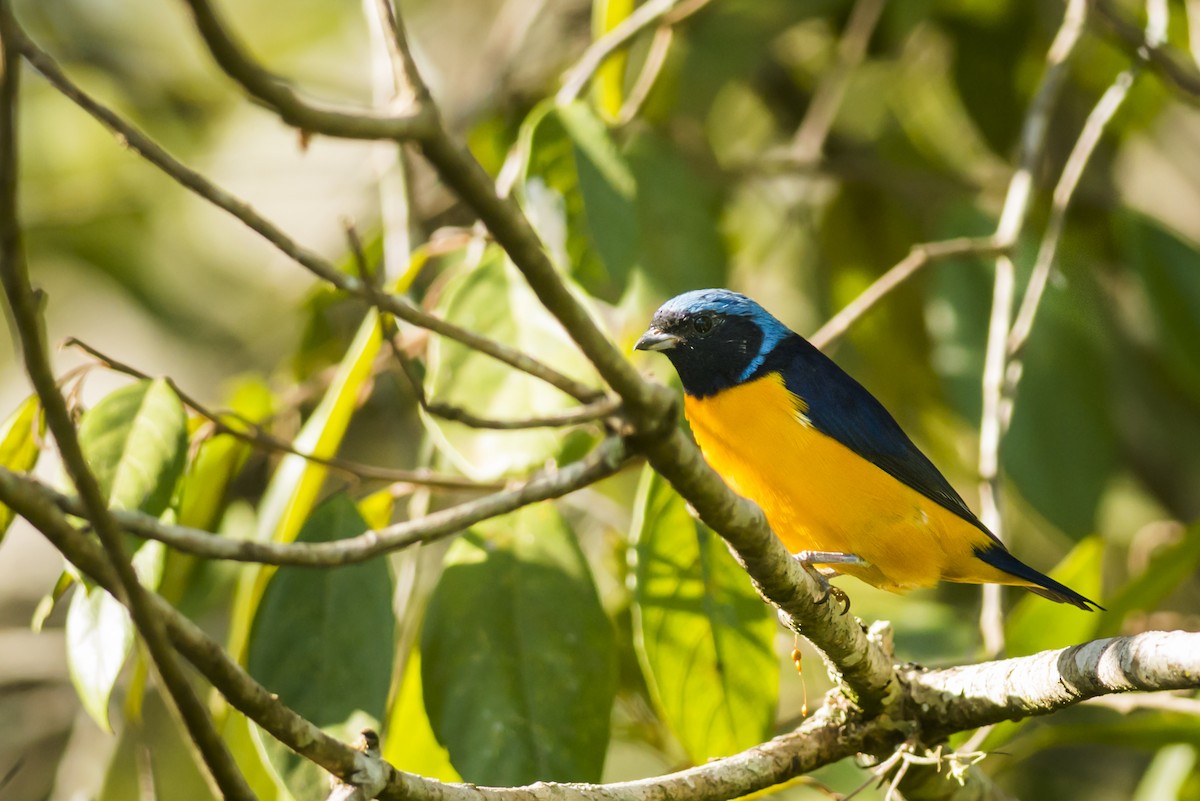 Golden-rumped Euphonia - ML108975501