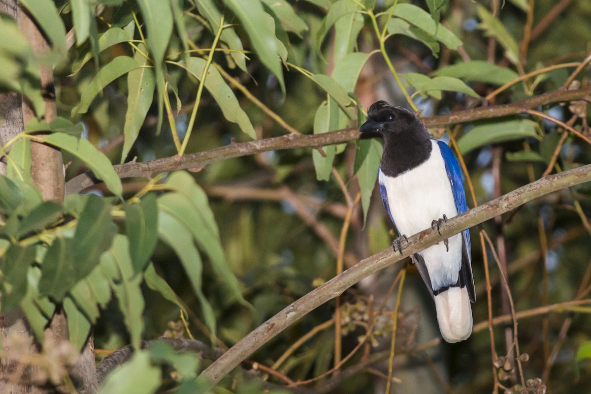 Curl-crested Jay - ML108975591