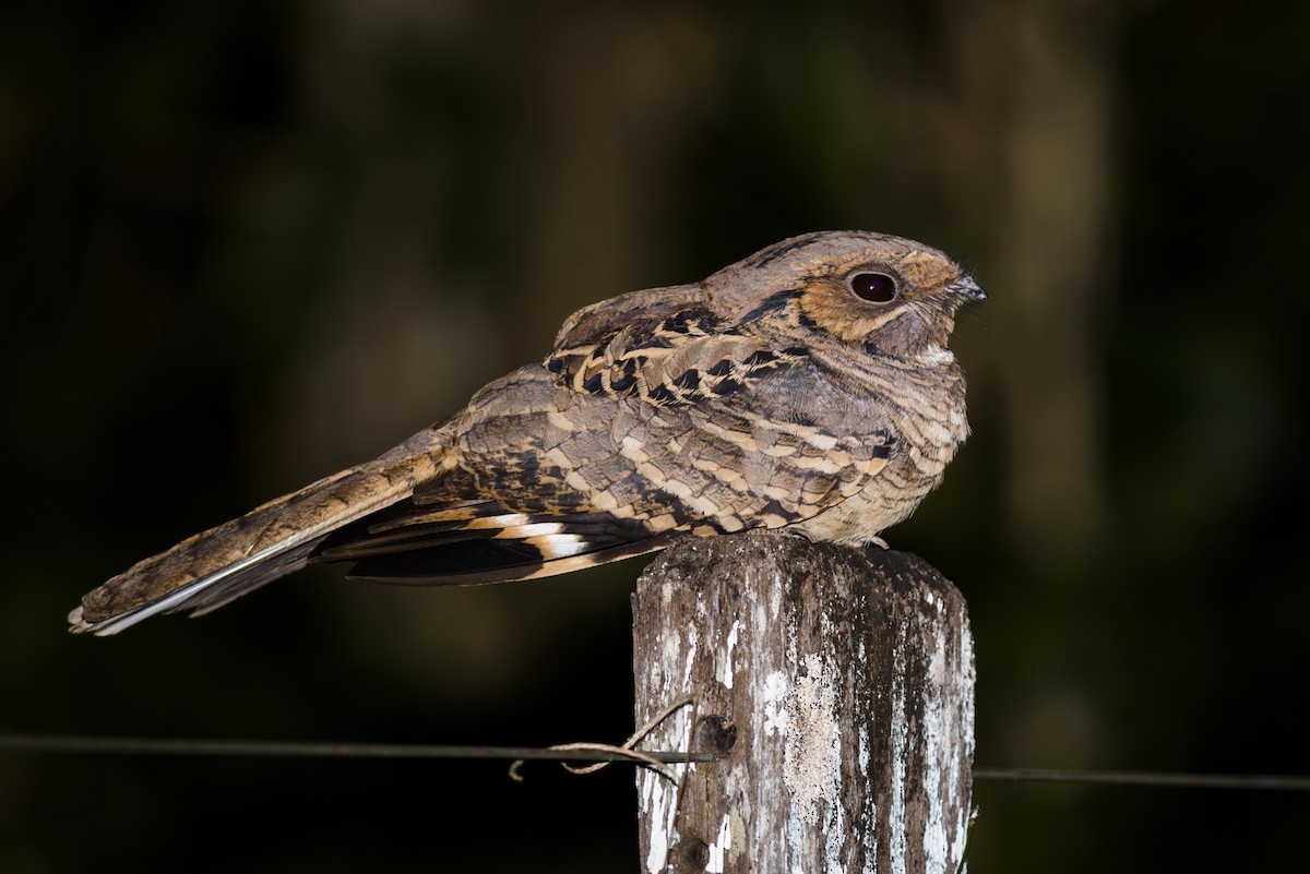 Common Pauraque - Claudia Brasileiro