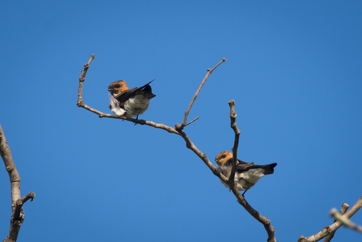 Hirondelle fardée - ML108975801