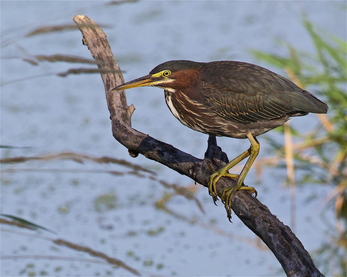 Green Heron - Jack & Holly Bartholmai