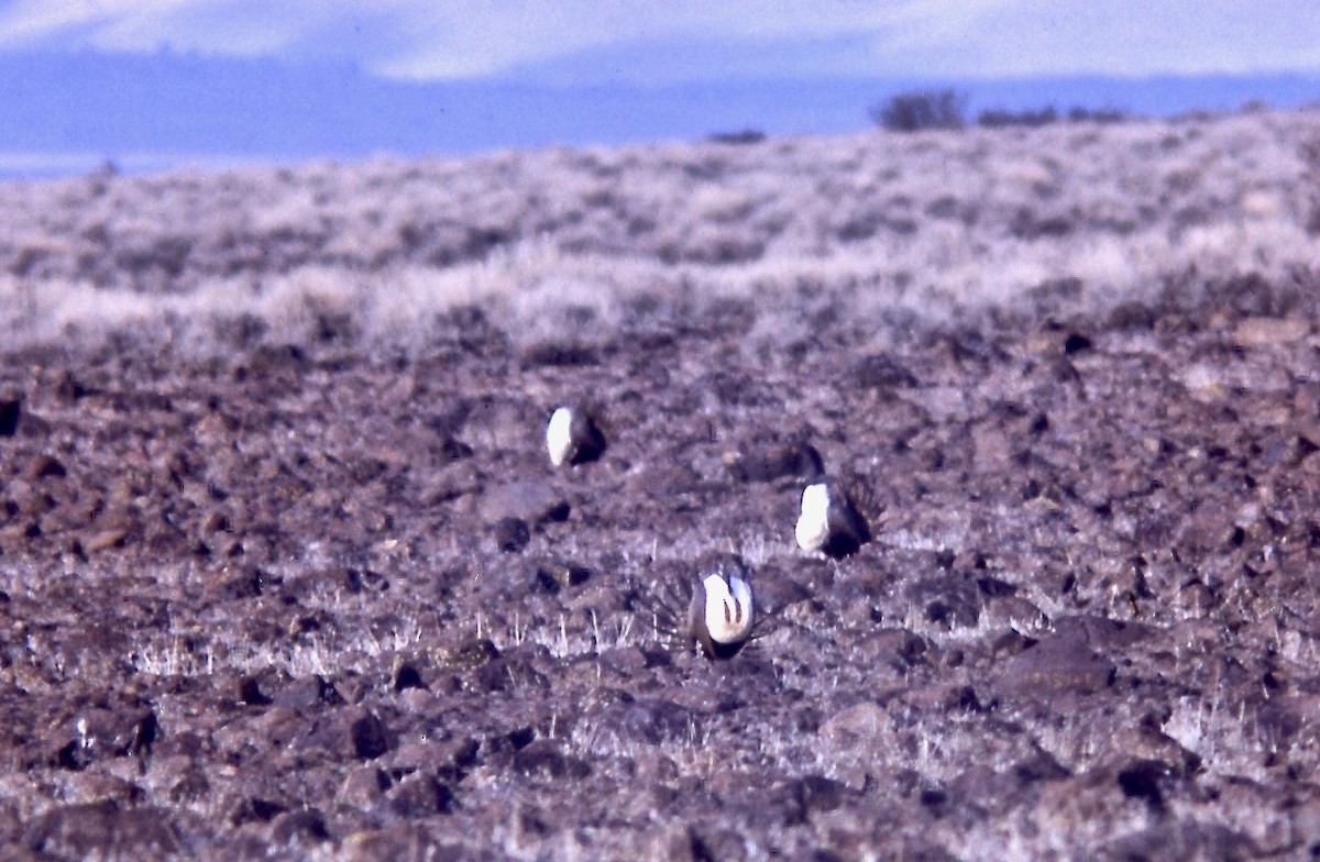 Greater Sage-Grouse - Van Remsen